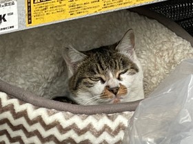 はじめての保護活動　野良猫の母子それぞれの幸せについて考えた