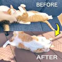 タルトくんの子猫時代と現在、ビフォーアフター（画像提供：ショコタルさん）