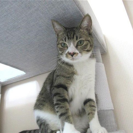 家にきたころの「ミレ」