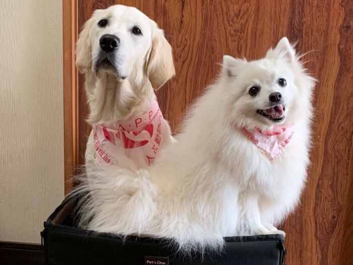 るびとニッキ（ＣＡＰＰチーム提供）