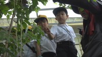 オオムラサキを観察する児童