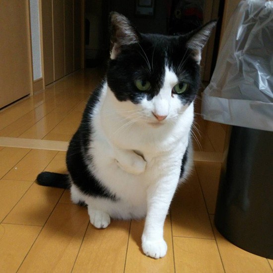 「ところで、ごはんまだ－？」（横野さん提供）