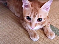 生後6カ月、たくましく成長していったミックくん（画像提供：ミックという猫さん）