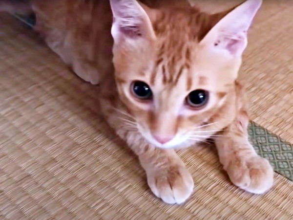 生後6カ月、たくましく成長していったミックくん（画像提供：ミックという猫さん）