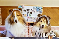 5歳の誕生日を迎えたガビちゃん（左）と寄り添うルチェちゃん（右）（画像提供：ベア&ルチェ&ガビ（まゆ）さん）