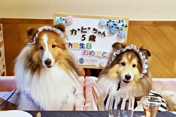 5歳の誕生日を迎えたガビちゃん（左）と寄り添うルチェちゃん（右）（画像提供：ベア&ルチェ&ガビ（まゆ）さん）