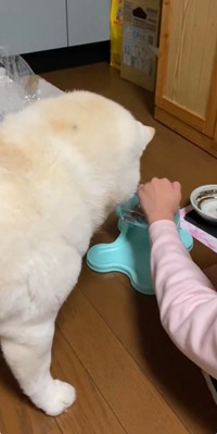 エサの出し方を教わるまつちゃん／投稿主さん（@bankinmatu）提供