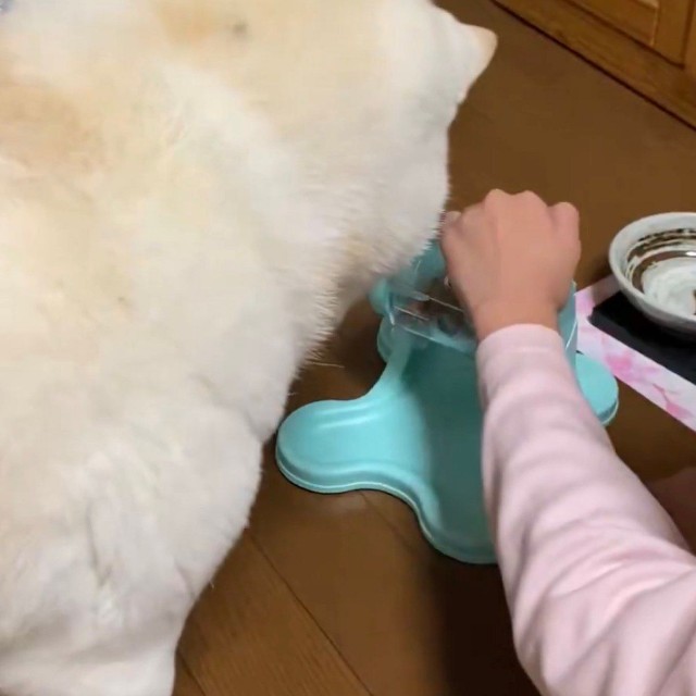 エサの出し方を教わるまつちゃん／投稿主さん（@bankinmatu）提供