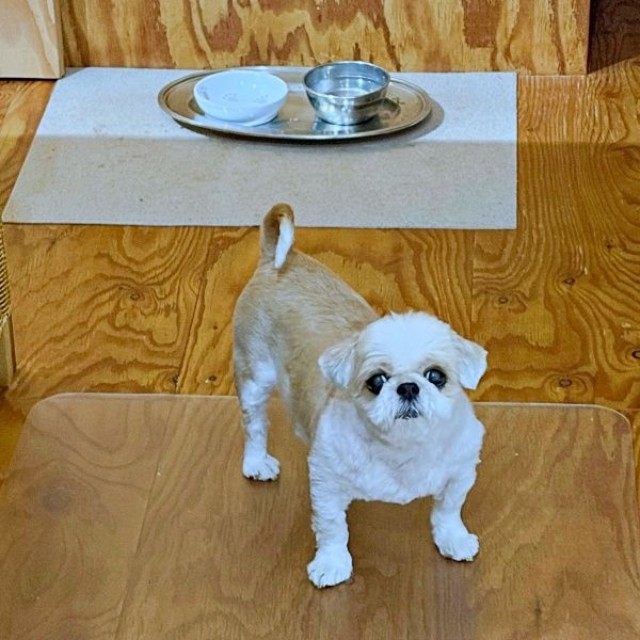 「名犬レッスン」中のおすしちゃん（画像提供：小谷 純司さん）