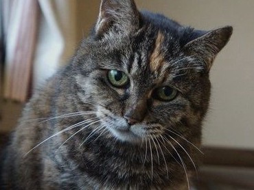 「ミーコ」は“影武者”猫　老いた母のため、娘たちが演じた芝居