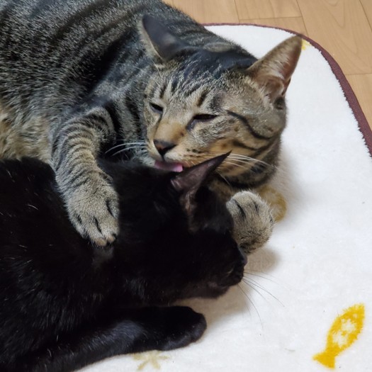 こんなふうに遊んでるところを、外から見てみたい…