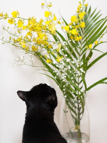 「これも猫草の代わりになるかな？」（小林写函撮影）