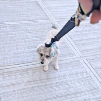 散歩拒否するペレくん（画像提供：ペレたんさん）
