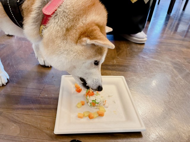 大役を終えた後、大好物のささみとさつまいものケーキを食べるちゃこちゃん／お庭さん（@oniwa256）提供