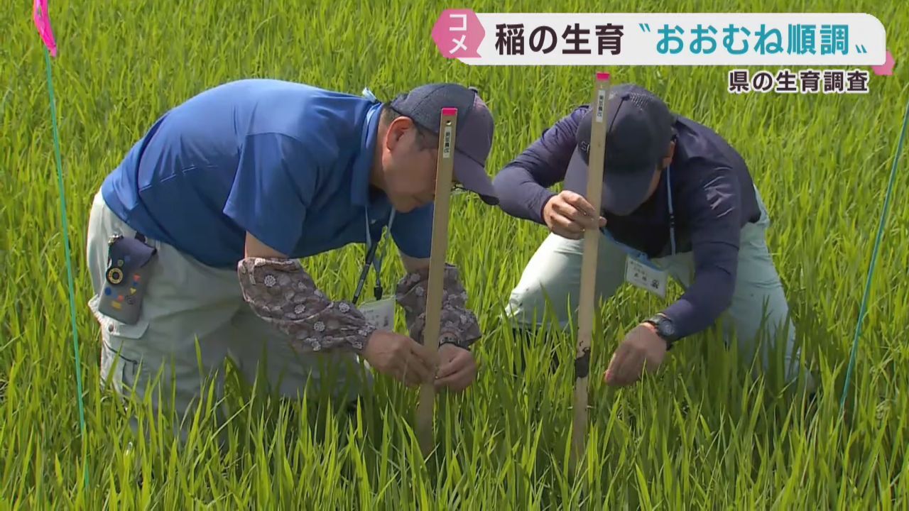 稲の生育はおおむね順調　宮城県各地で水稲生育調査