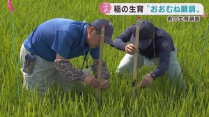 稲の生育はおおむね順調　宮城県各地で水稲生育調査