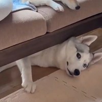 気配を消すハスキーですが…（画像提供：深山さん ※動画よりキャプチャ）