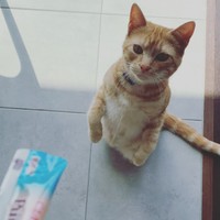 チャオくん、おやつにくぎ付け