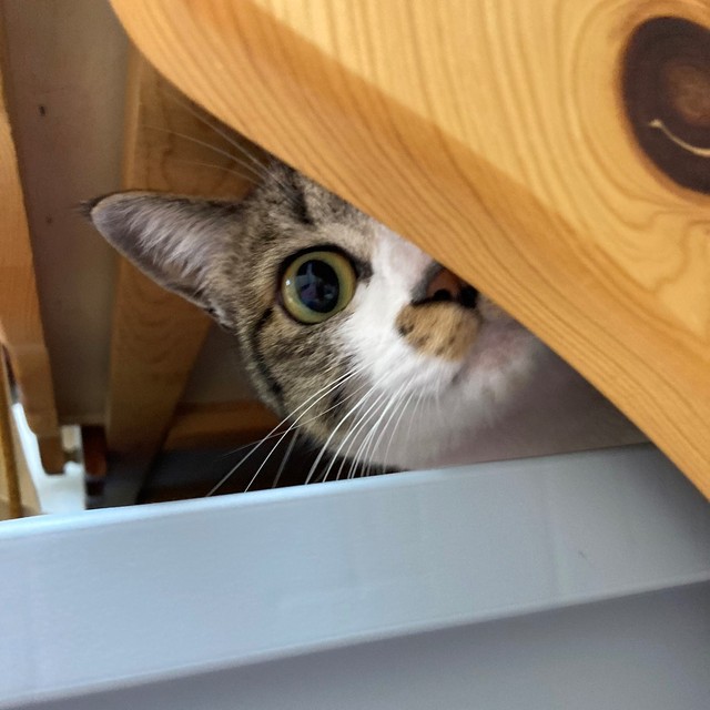 お父さんを遠くから眺めるチョコちゃん。興味はあるけど、ちょっと怖いみたい