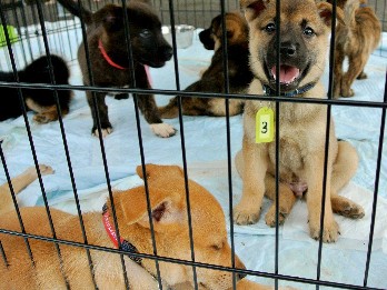 熊本の被災ペット、収容施設は限界　東京で譲渡会