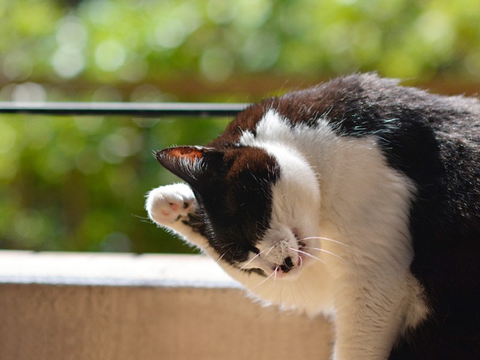 「朝は顔を洗わなきゃね」（小林写函撮影）
