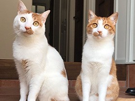 ２０１９いいコンビで賞　ミックス猫「いちご」と「タルト」