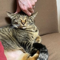 マッサージ、気持ちいいニャ