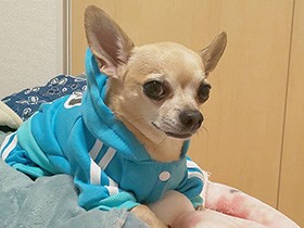 似合うでしょ？　新しい洋服でバッチリ決めたチワワ「ラム」