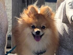 みんなにいいことが訪れますように　長福寿寺で祈願するポメラニアン「ふー」