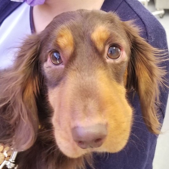 混合ワクチン接種後に顔が腫れたミニチュア・ダックスフンド。このような動物の変化に気づくのも、動物看護師の大切な仕事だ（新谷さん提供）