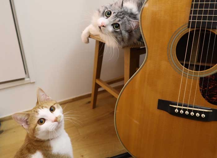 「パパの曲で何が好き？わたしはおじいさんの11ｶ月」「僕は子猫のロンド、つみきのいえ…ぜんぶだな」