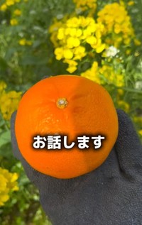 愛媛県でみかん農園を営む女性が、SNSで明かした厳しい現実が話題に（「みかん家族｜愛媛の柑橘農家」さん提供、Instagramよりキャプチャ撮影）