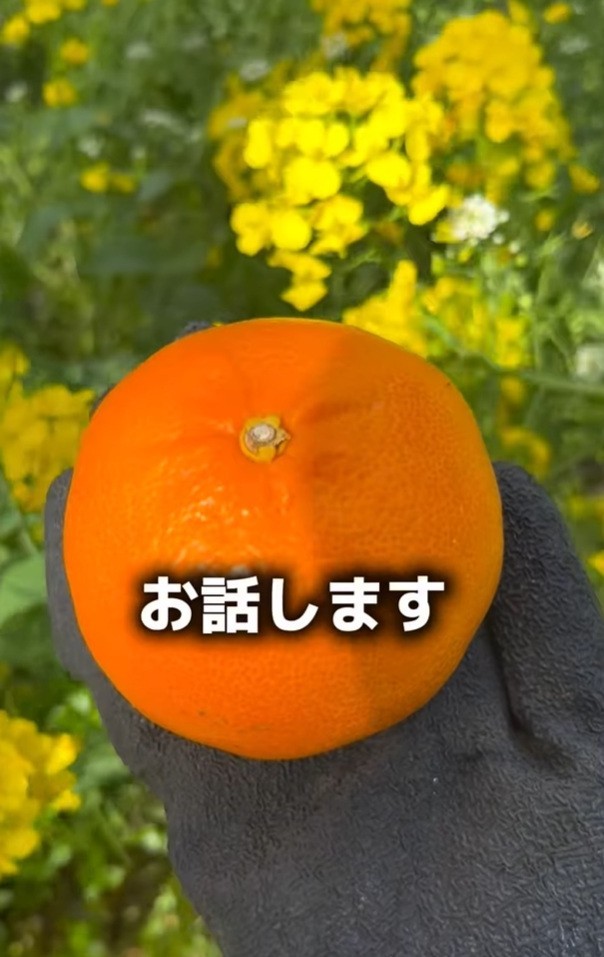 愛媛県でみかん農園を営む女性が、SNSで明かした厳しい現実が話題に（「みかん家族｜愛媛の柑橘農家」さん提供、Instagramよりキャプチャ撮影）