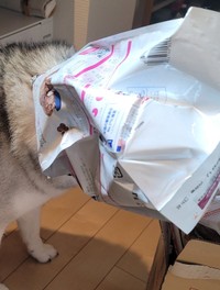 突っ込んじゃいました・・・（「mugi🐾シベリアンハスキー」さん提供）
）