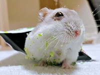 体中、ブロッコリーまみれになったプルャくん（画像提供：えだまめさん）