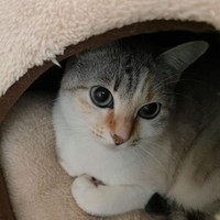 寒いからぬくぬくベッドにこもっている