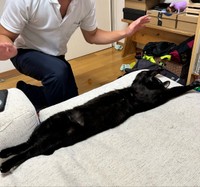 へそ天になって伸びたにゃあちゃん（画像提供：【岡山】ベビー鍼灸師 ゆりさん）