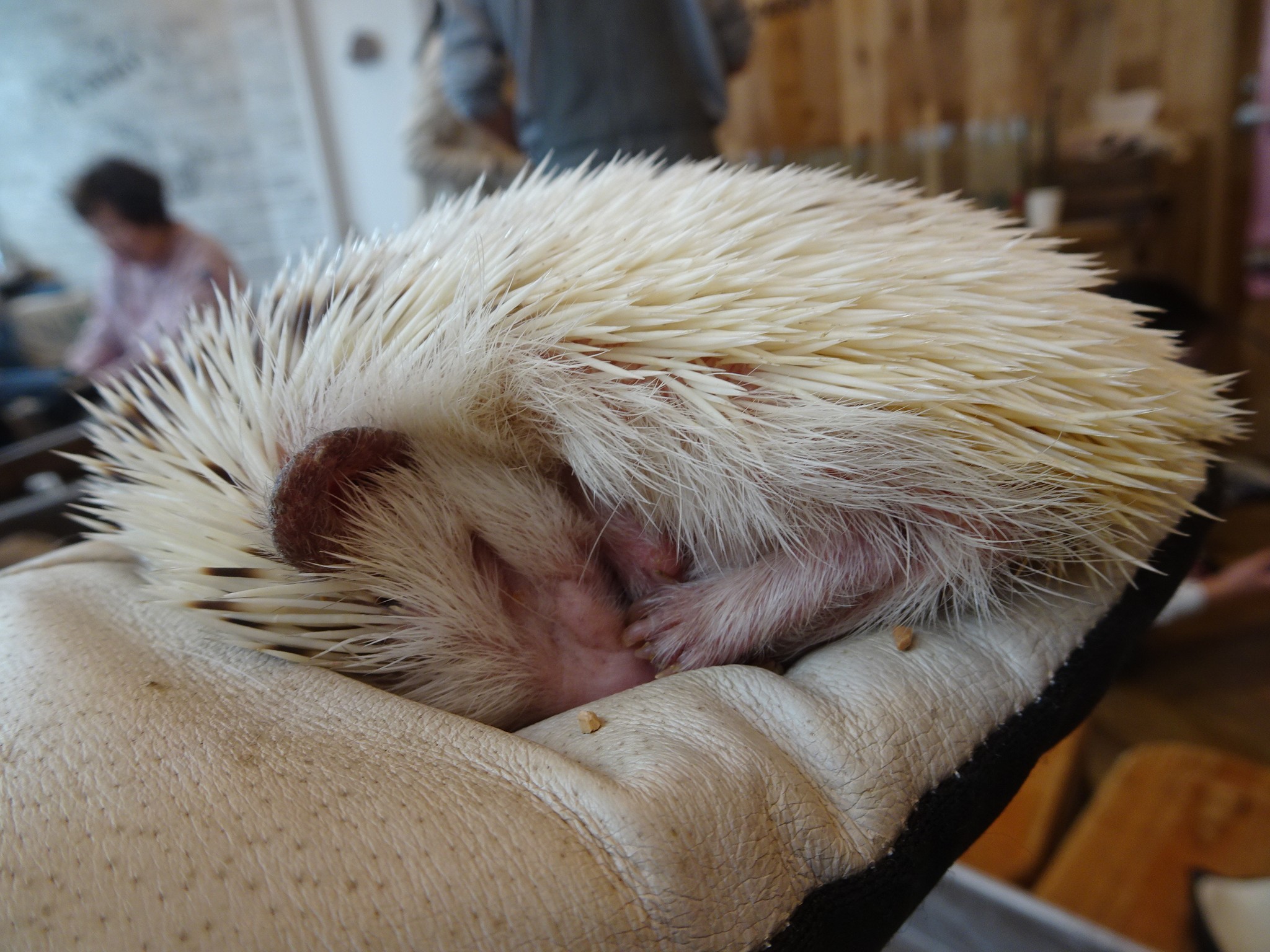 かわええ」六本木発で世界初のハリネズミカフェが人気～実はモグラの近