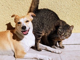 ペットの犬猫の１割が「マダニにかまれたことがある」！？