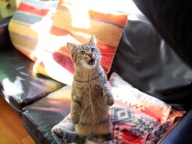 多頭飼いが条件の保護猫「チセ」、相棒の「ウヌ」迎え家族に