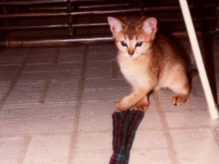 エネルギーのカタマリ