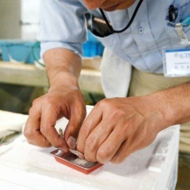 人工授精に取り組む佐々木興さん（資料）