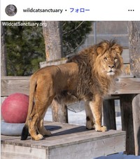 ザ・ワイルドキャット・サンクチュアリのインスタグラム@wildcatsanctuaryより