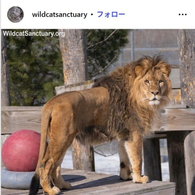 ザ・ワイルドキャット・サンクチュアリのインスタグラム@wildcatsanctuaryより