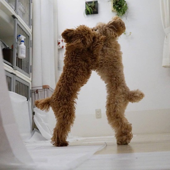 はっけよーい、残った！　後輩のお相手もボクに任せてよ（提供：ＵＧ）