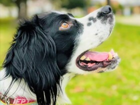 家族と巡り合いたいな　「パナソニック保護犬猫譲渡会」に参加予定の犬（９）