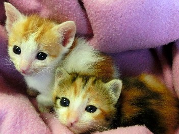 「飼うなら、責任を持てるか考えて」 殺処分ゼロへ取り組みも