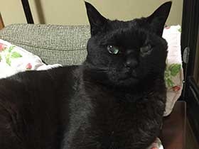 大好きな歌から名前をもらいました　保護猫の「さくら」　