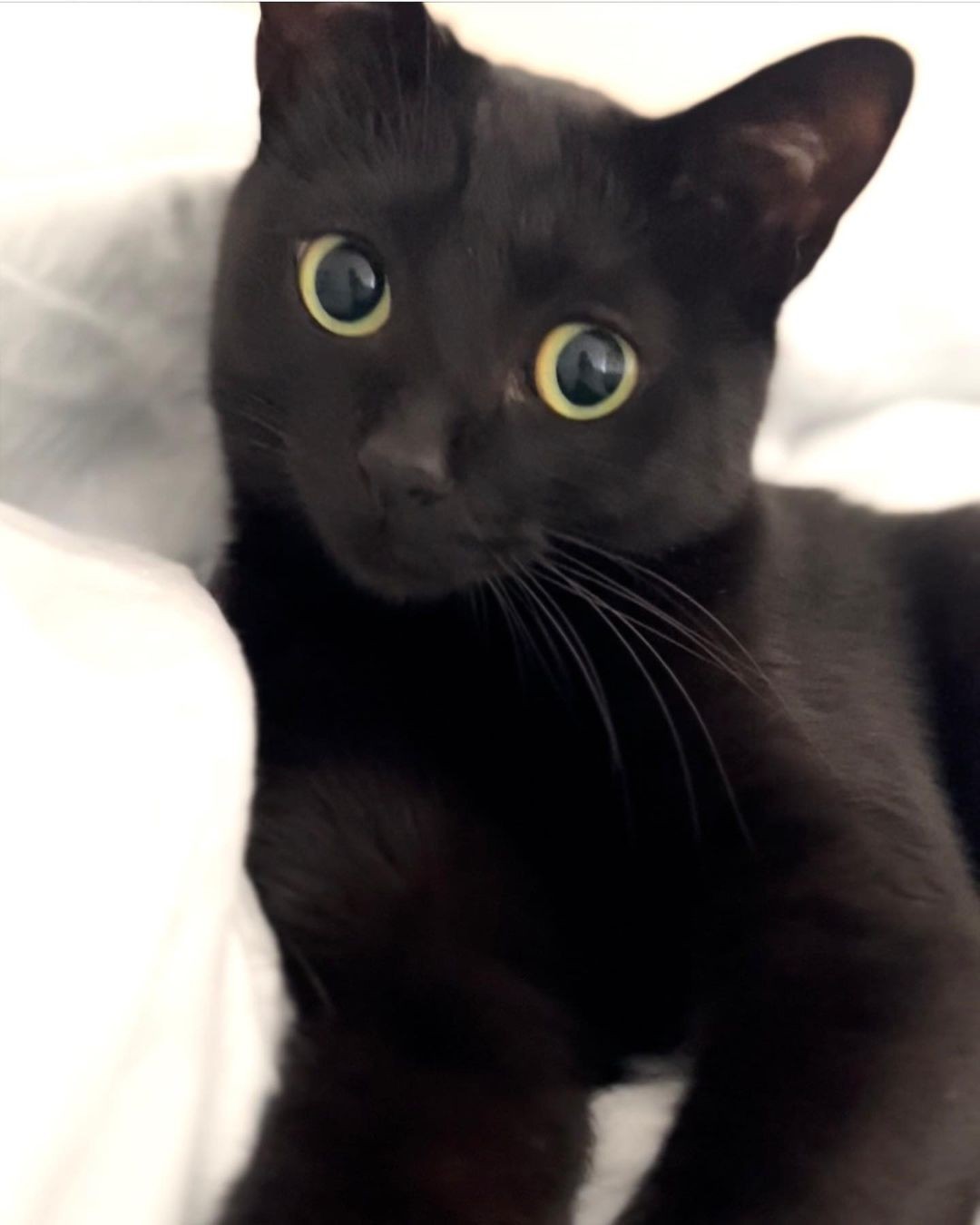 愛猫を失った悲しみを乗り越え、迎えた黒猫 初めは警戒したが 