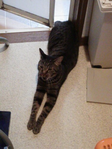 伸び～かと思うと、このまんま座ってたりします。